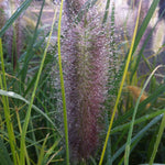 Pennisetum alopecuroides Red Head Red Head Fountain Grass