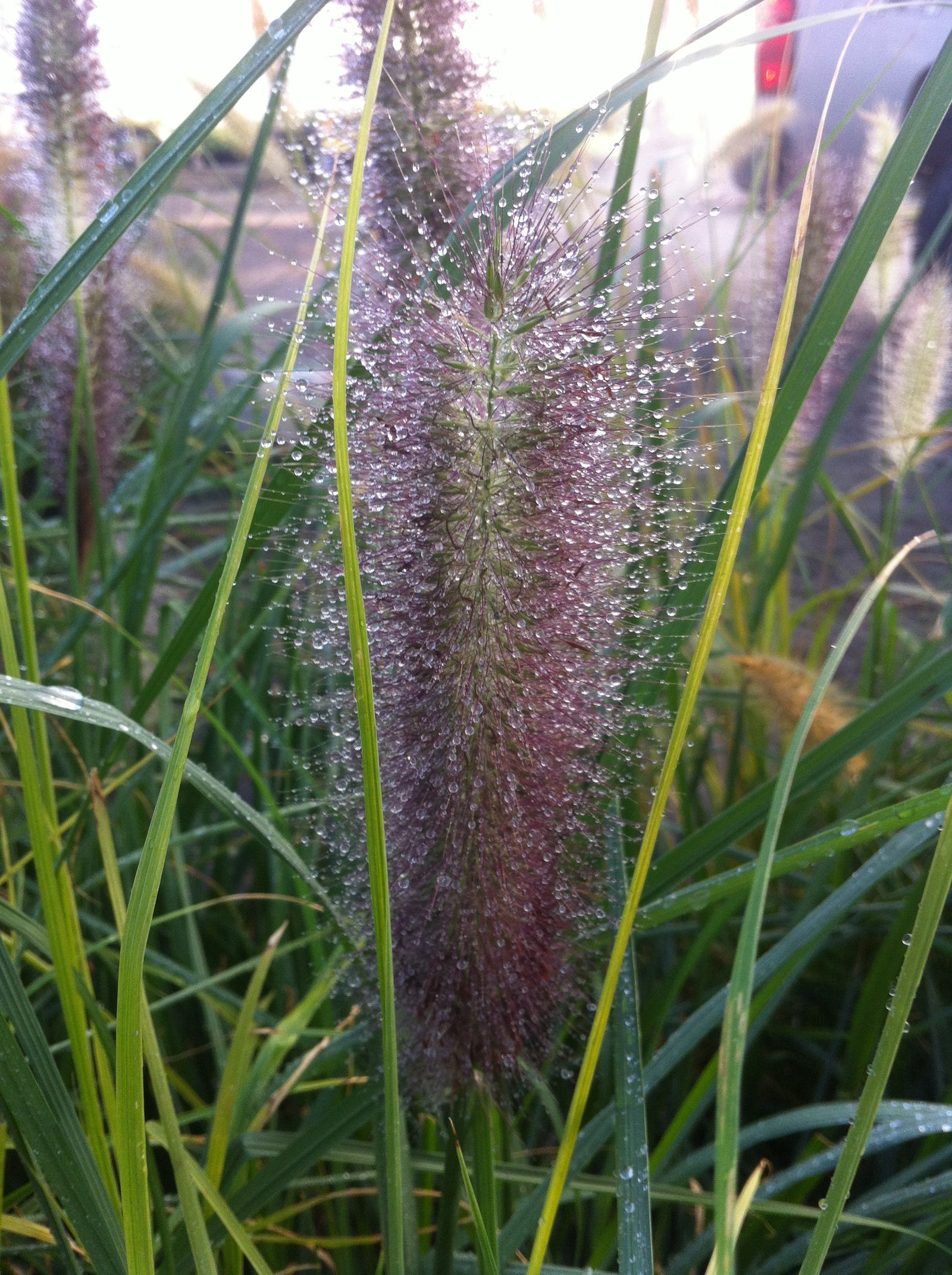 Pennisetum alopecuroides Red Head Red Head Fountain Grass