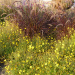 Pennisetum setaceum Rubrum Purple Fountain Grass