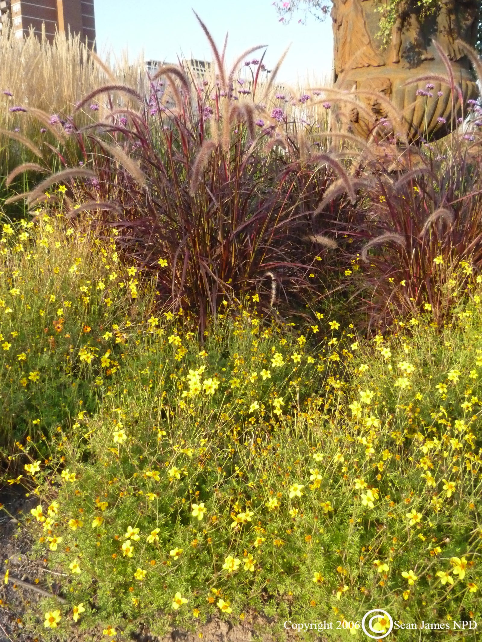 Pennisetum setaceum Rubrum Purple Fountain Grass