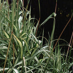 Phalaris arundinacea Strawberries & Cream Feesey's Form Strawberries and Cream Ribbon Grass