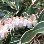 Pieris japonica Flaming Silver Flaming Silver Japanese Pieris