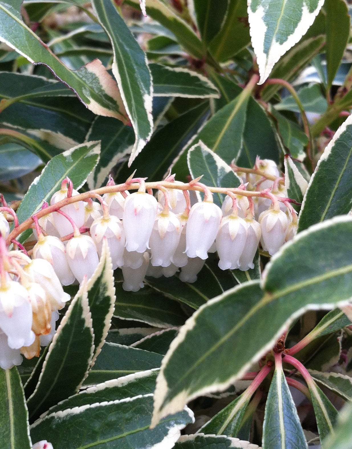 Pieris japonica Flaming Silver Flaming Silver Japanese Pieris