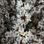 Abeliophyllum distichum White Forsythia