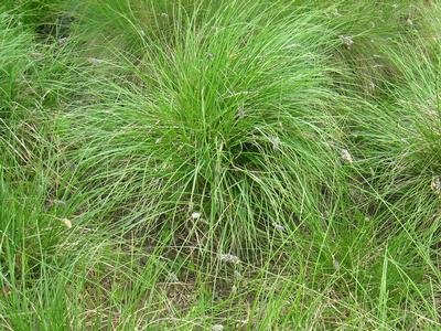 Sesleria caerulea Blue Moor Grass