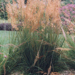 Sorghastrum nutans Indian Grass