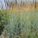 Sorghastrum nutans Indian Steel Indian Steel Grass