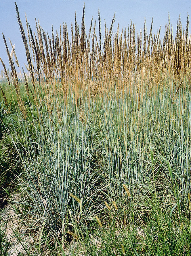 Sorghastrum nutans Indian Steel Indian Steel Grass