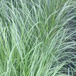 Spartina pectinata Prairie Cord Grass