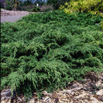 Microbiota decussata Siberian Carpet Cypress