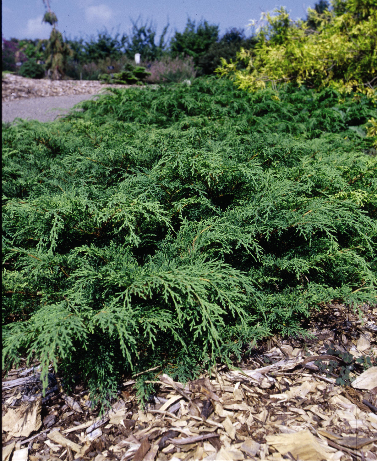 Microbiota decussata Siberian Carpet Cypress
