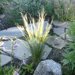 Stipa tenuissima Mexican Feather Grass