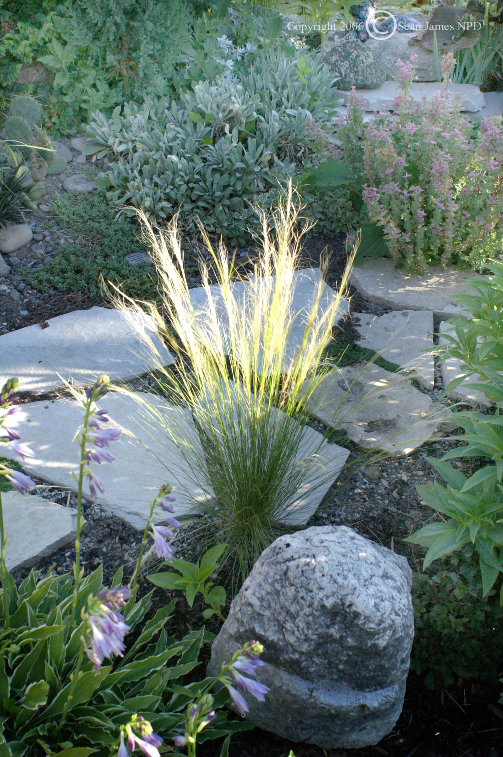 Stipa tenuissima Mexican Feather Grass