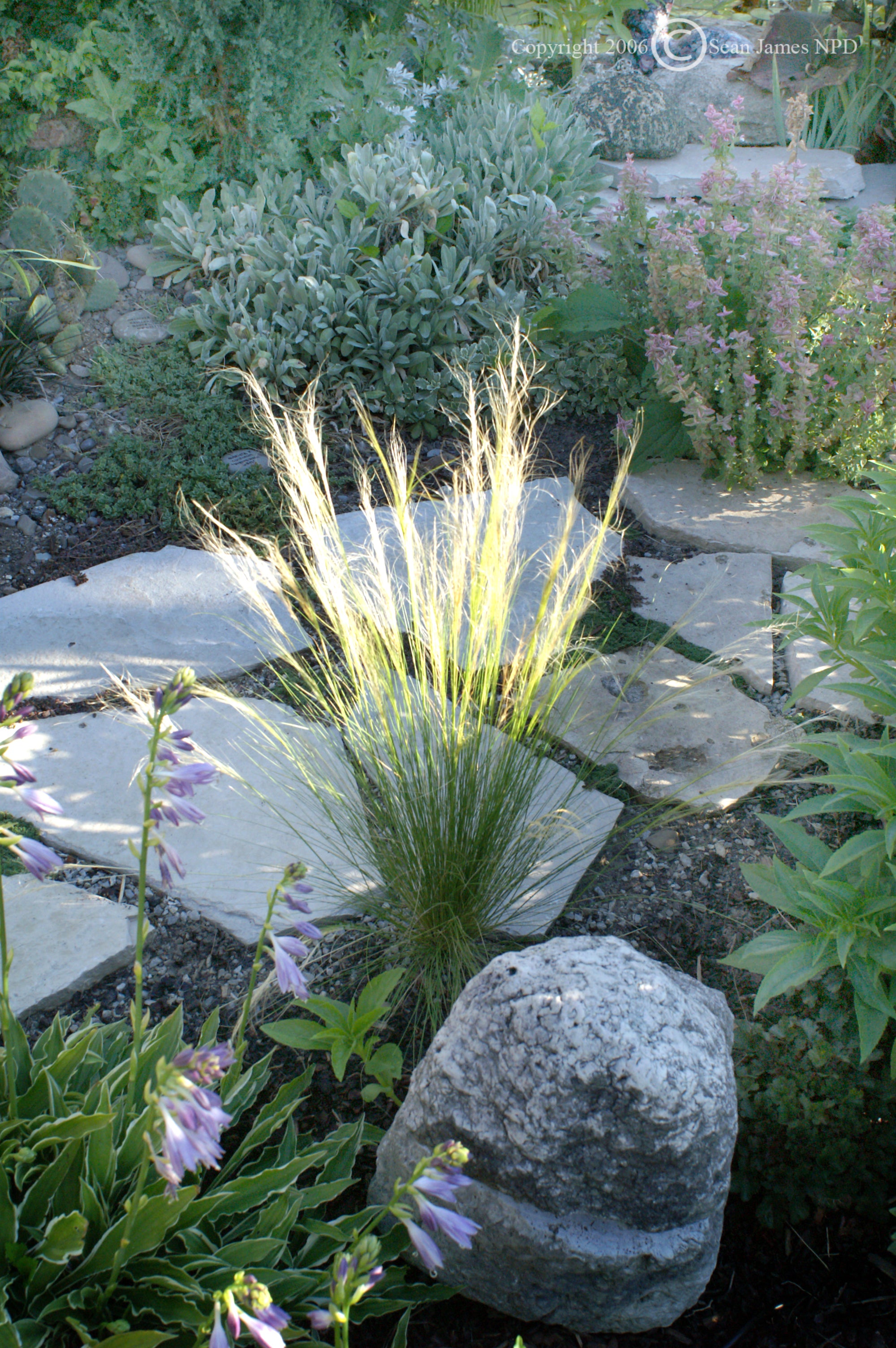 Stipa tenuissima Mexican Feather Grass