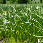 Acorus americanus Sweet Flag