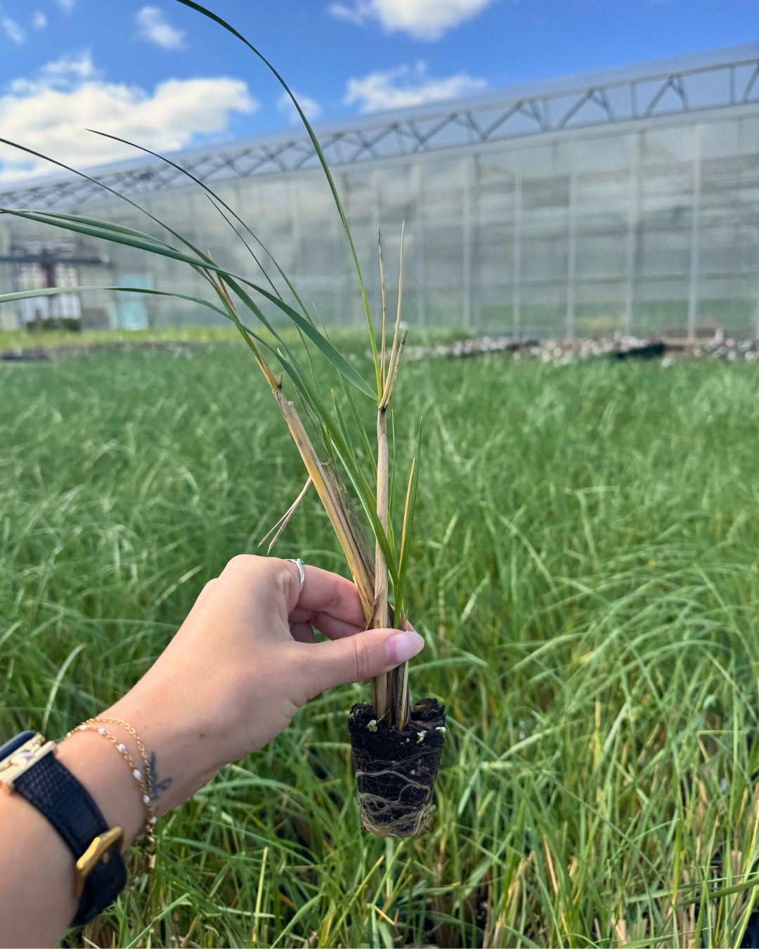 Ammophila breviligulata American Beach Grass