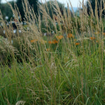 Calamagrostis canadensis Canada Bluejoint