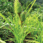 Carex hystericina Porcupine Sedge