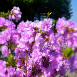 Azalea (Rhododendron) Elsie Lee Elsie Lee Azalea