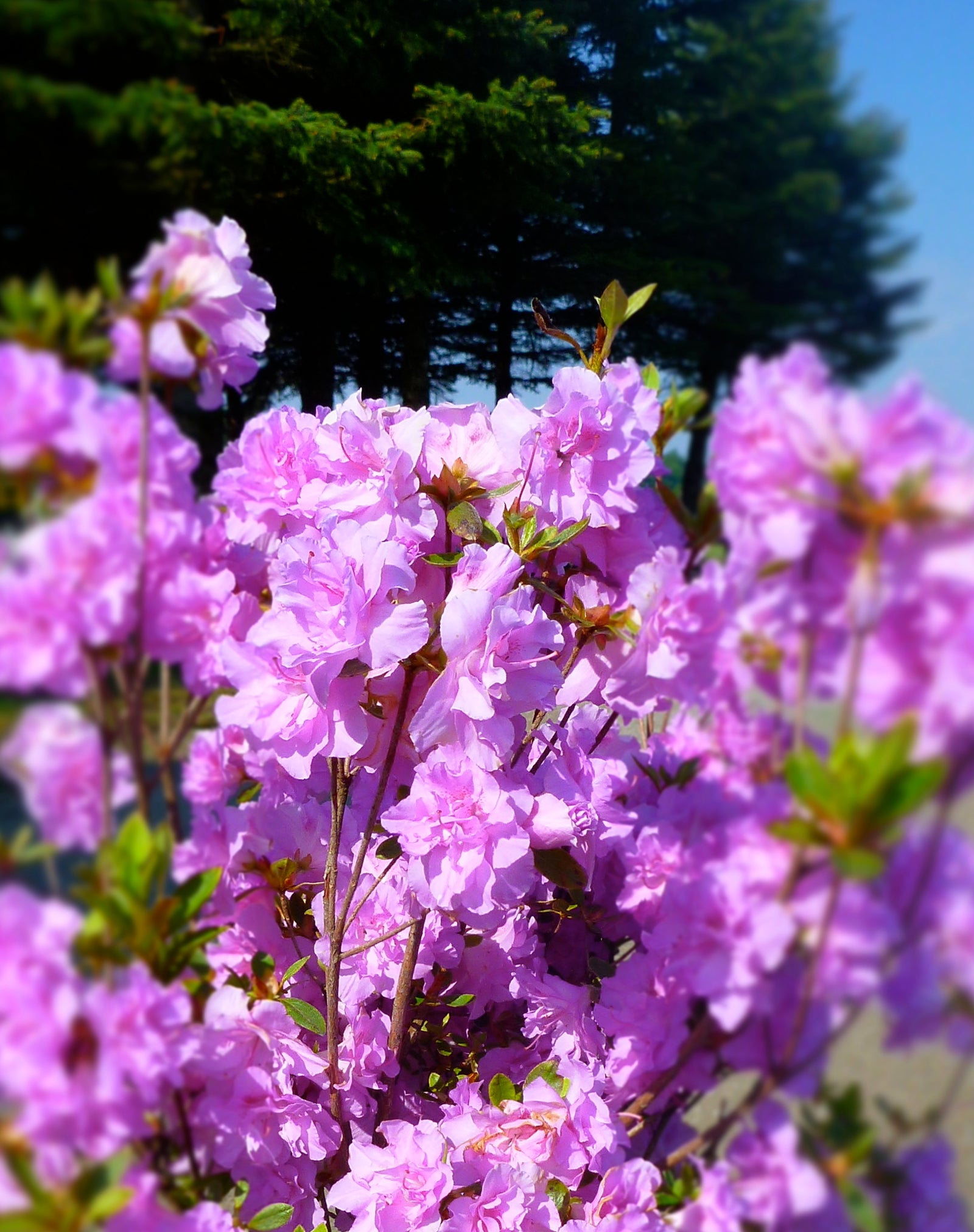 Azalea (Rhododendron) Elsie Lee Elsie Lee Azalea