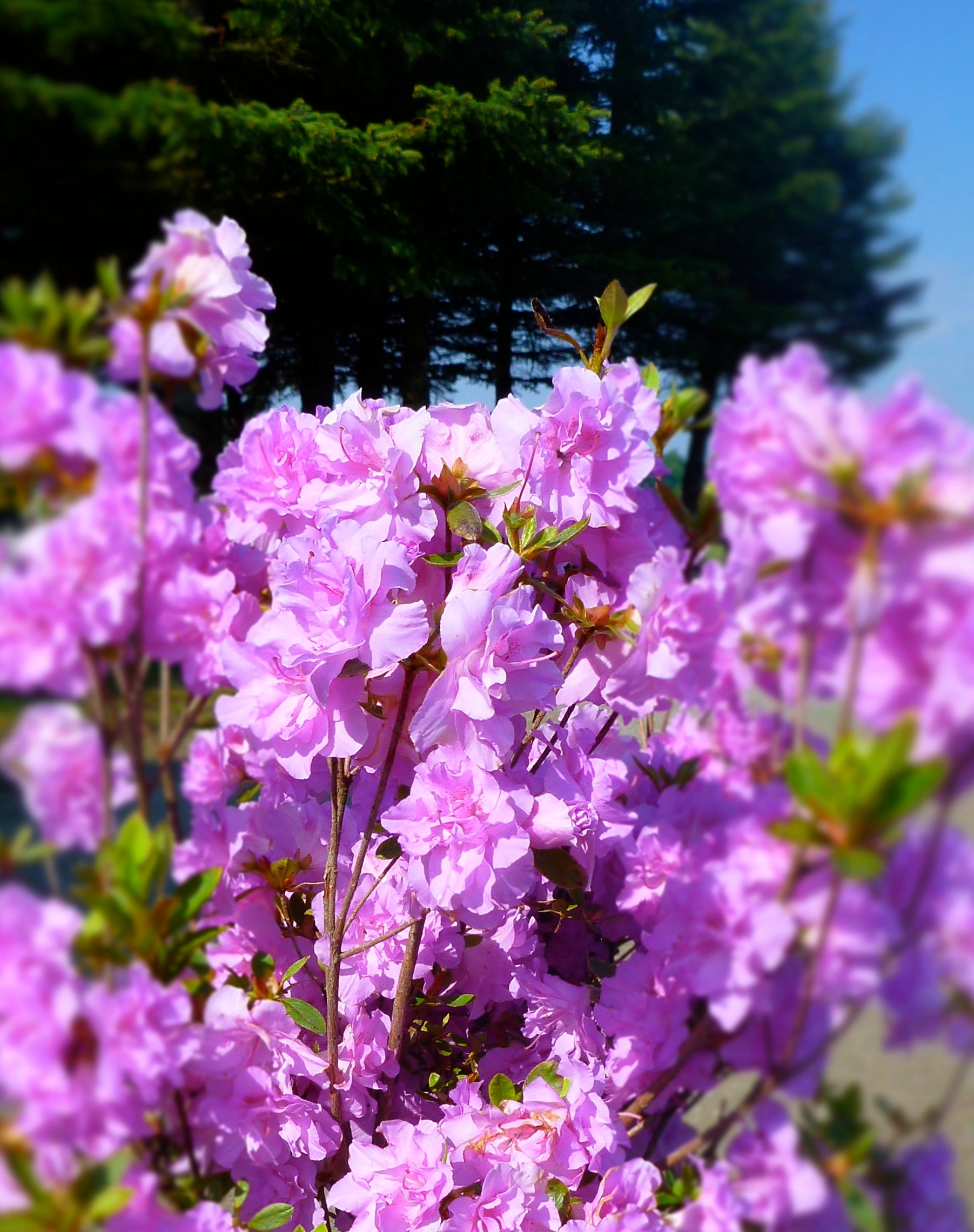 Azalea (Rhododendron) Elsie Lee Elsie Lee Azalea
