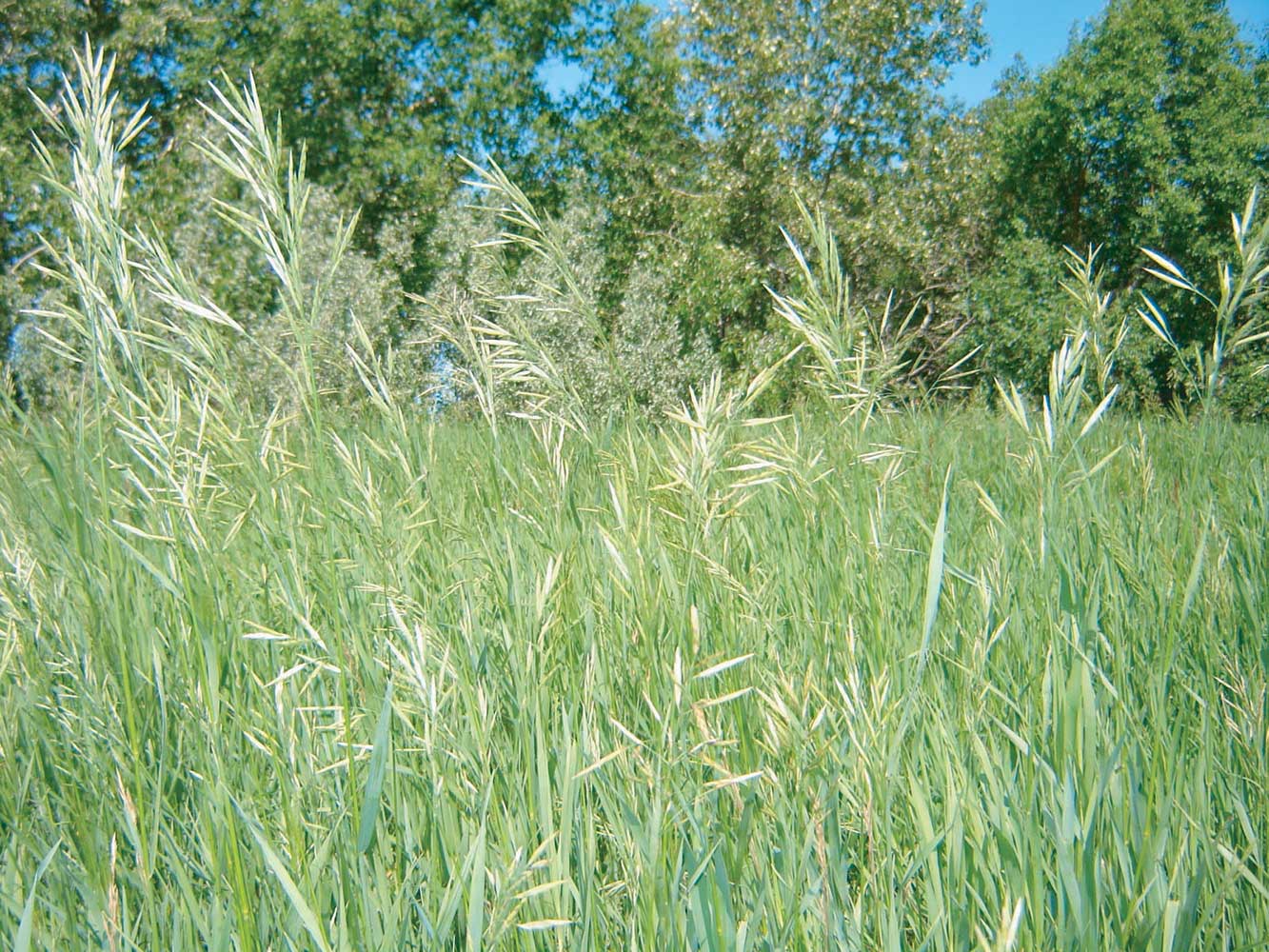 Hierochloe odorata Sweet Grass