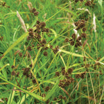 Scirpus atrovirens Dark Green Bulrush