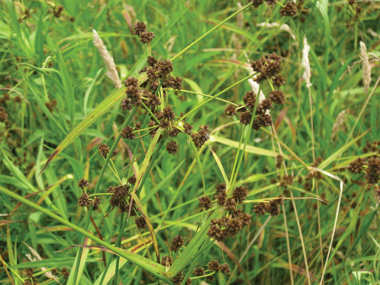 Scirpus atrovirens Dark Green Bulrush
