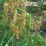 Scirpus cyperinus Wool Grass