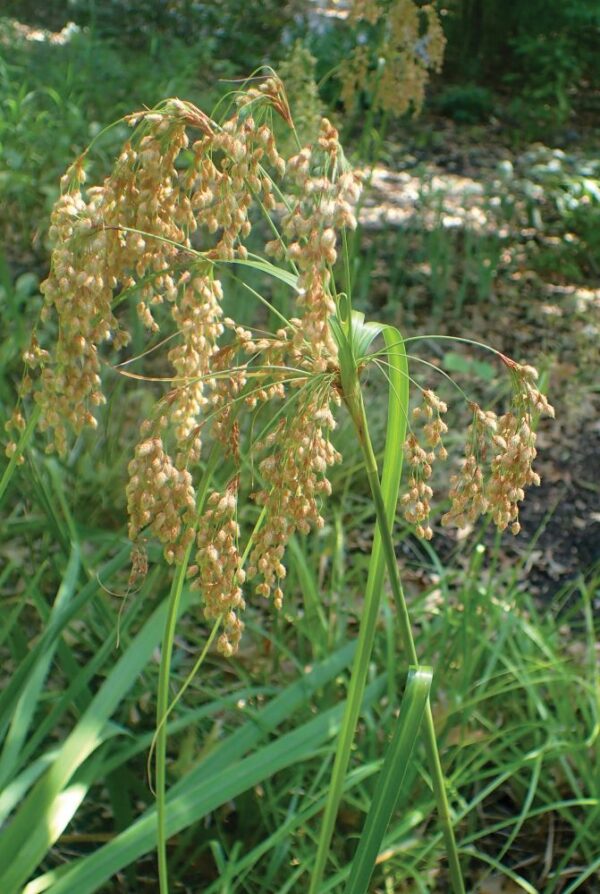 Scirpus cyperinus Wool Grass