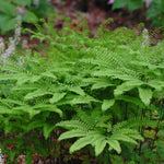 Adiantum pedatum Northern Maidenhair Fern