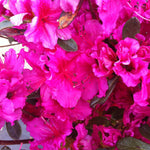 Azalea (Rhododendron) Girard's Hot Shot Girard's Hot Shot Azalea