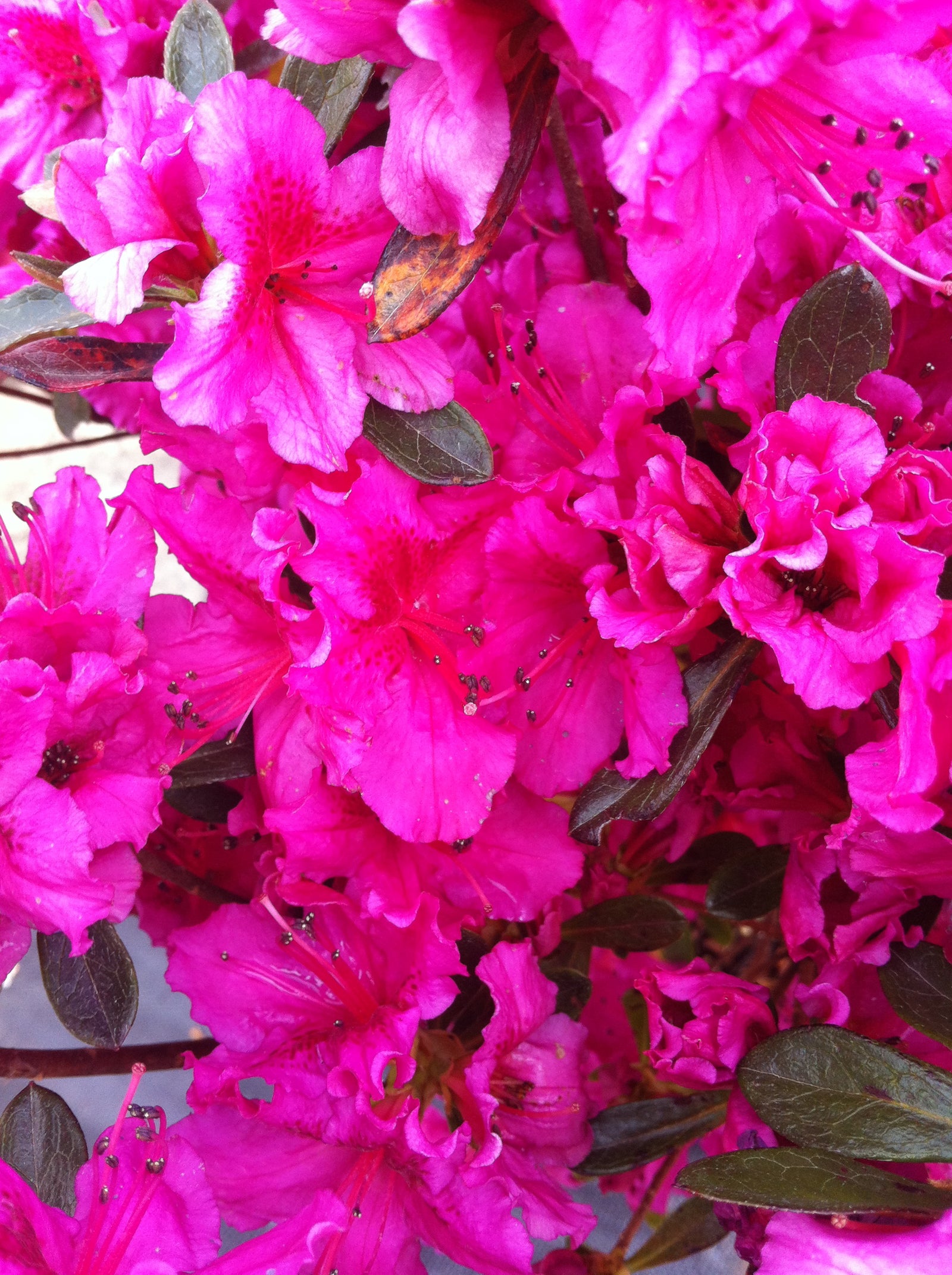 Azalea (Rhododendron) Girard's Hot Shot Girard's Hot Shot Azalea