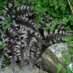 Athyrium niponicum var. pictum Burgundy Lace PP15072, COPF Burgundy Lace Japanese Painted Fern