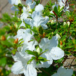 Azalea (Rhododendron) Girard's Pleasant White Girard's Pleasant White Azalea