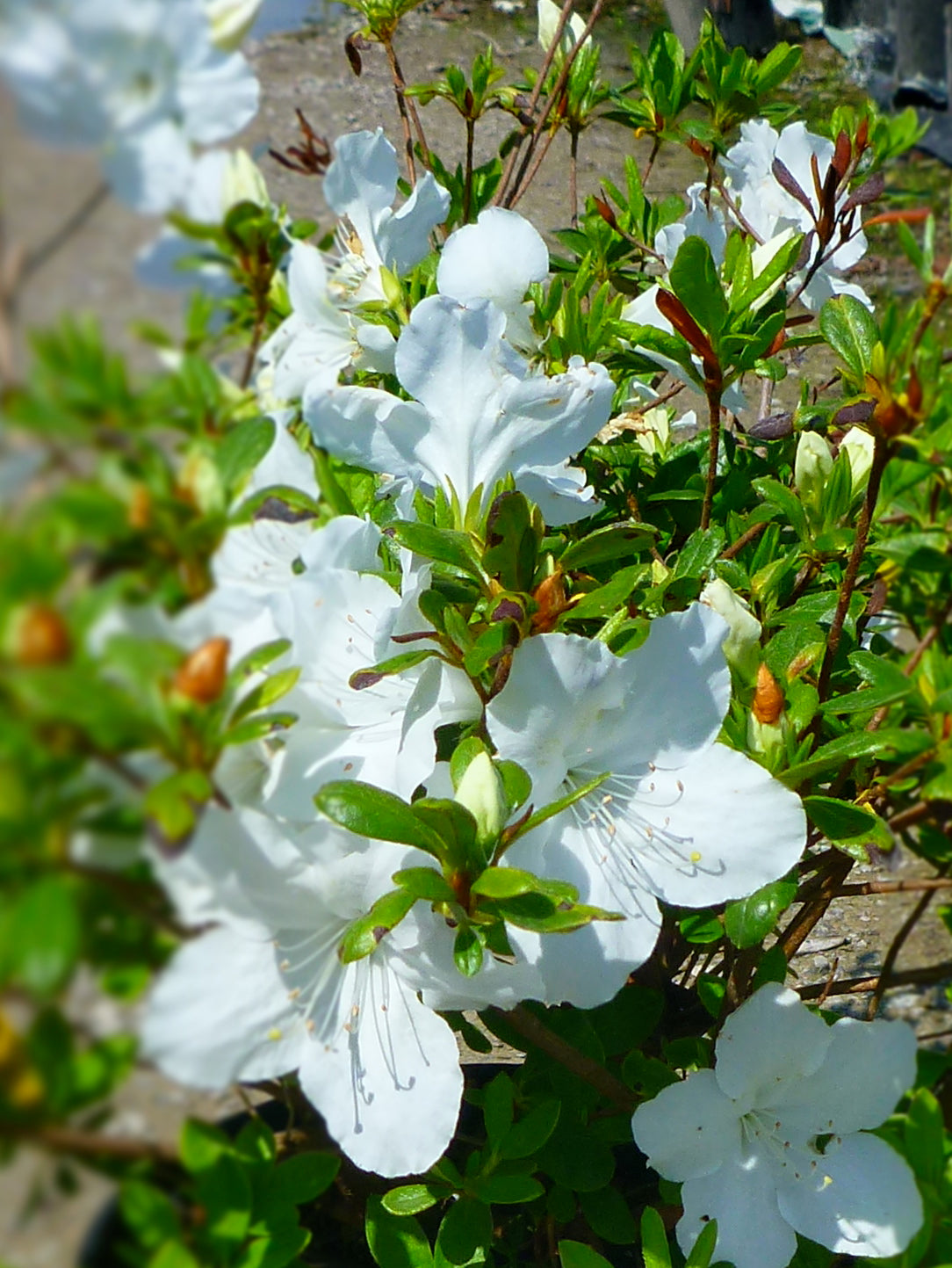 Azalea (Rhododendron) Girard's Pleasant White Girard's Pleasant White Azalea