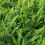 Blechnum spicant Deer Fern