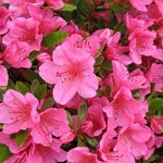 Azalea (Rhododendron) Girard's Renee Michelle Azalea