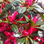 Azalea (Rhododendron) Girard's Rose Girard's Rose Azalea
