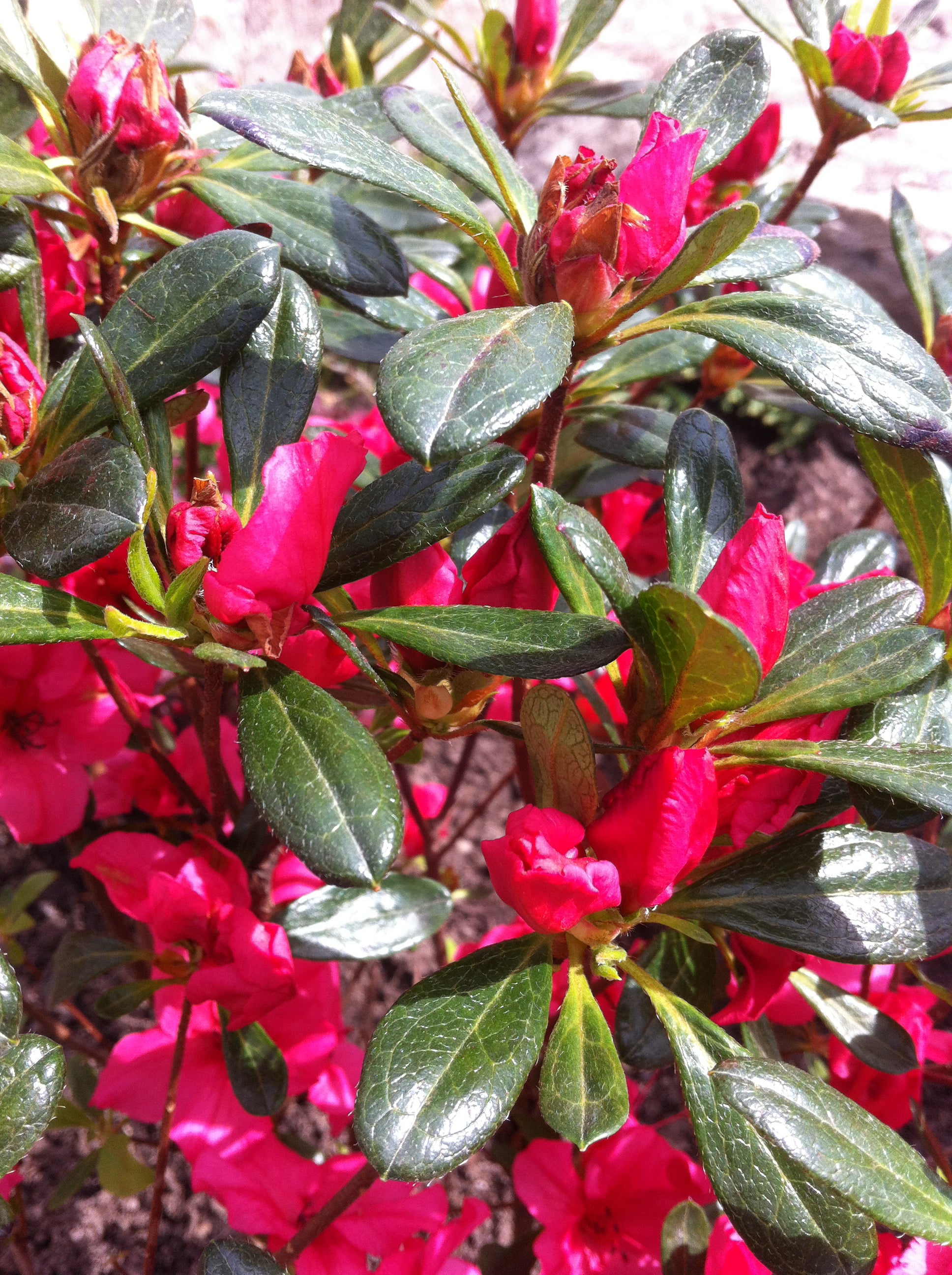 Azalea (Rhododendron) Girard's Rose Girard's Rose Azalea