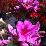 Azalea (Rhododendron) Herbert Herbert Azalea