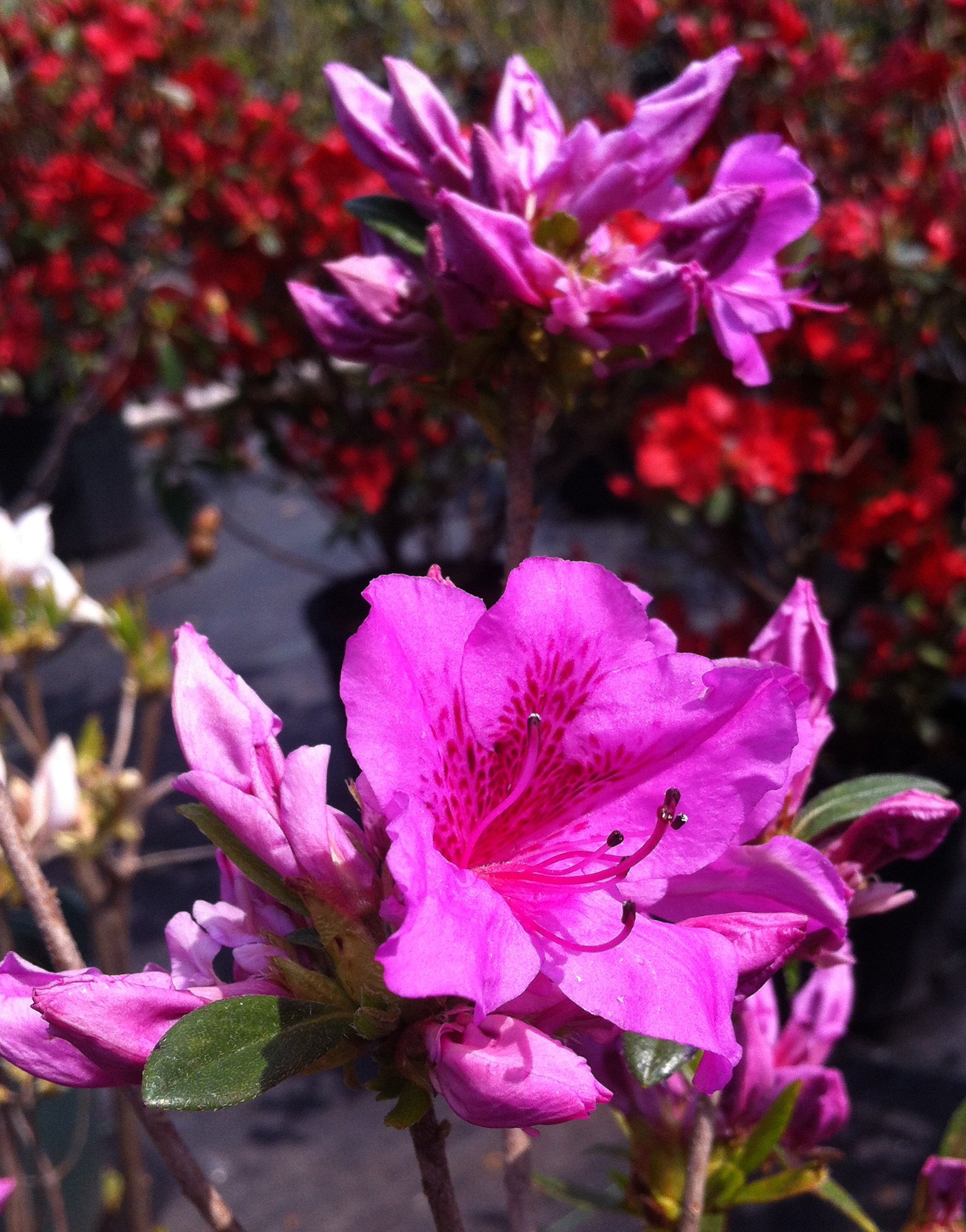 Azalea (Rhododendron) Herbert Herbert Azalea