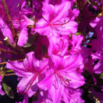 Azalea (Rhododendron) Karen Karen Azalea