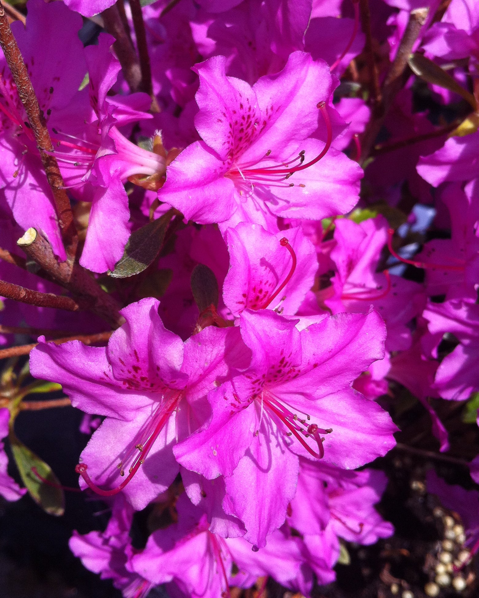 Azalea (Rhododendron) Karen Karen Azalea
