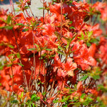 Azalea (Rhododendron) Stewartstonian Stewartstonian Azalea