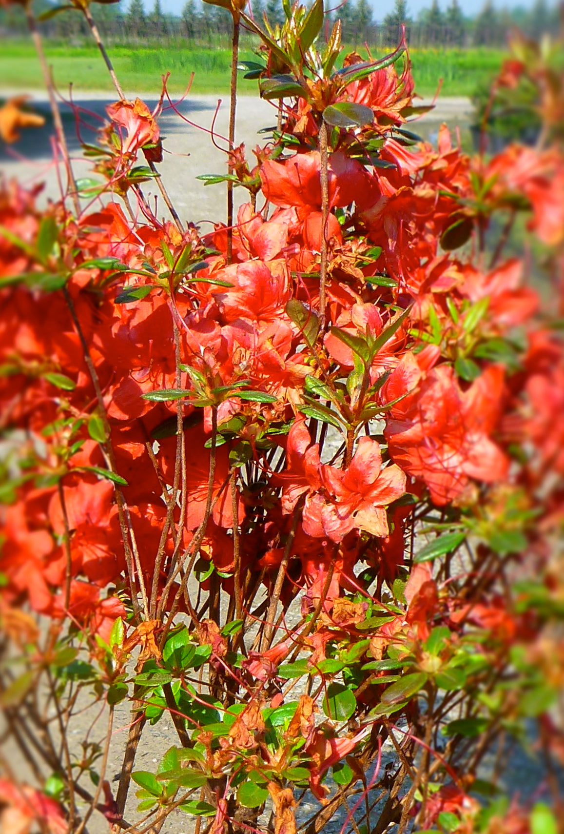 Azalea (Rhododendron) Stewartstonian Stewartstonian Azalea