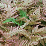 Dryopteris erythrosora Autumn Fern