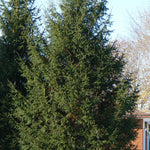 Picea abies Norway Spruce