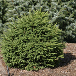 Picea abies Mucronata Mucronata Norway Spruce