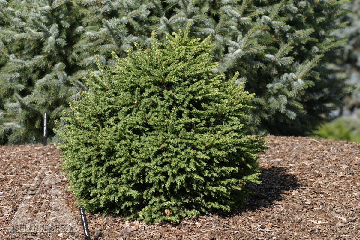 Picea abies Mucronata Mucronata Norway Spruce